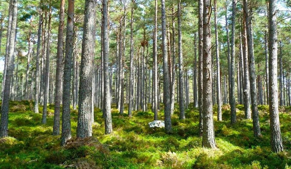 A 30 minutos de Paris, esta imensa floresta de 3.200 hectares é perfeita para uma escapadela na natureza.