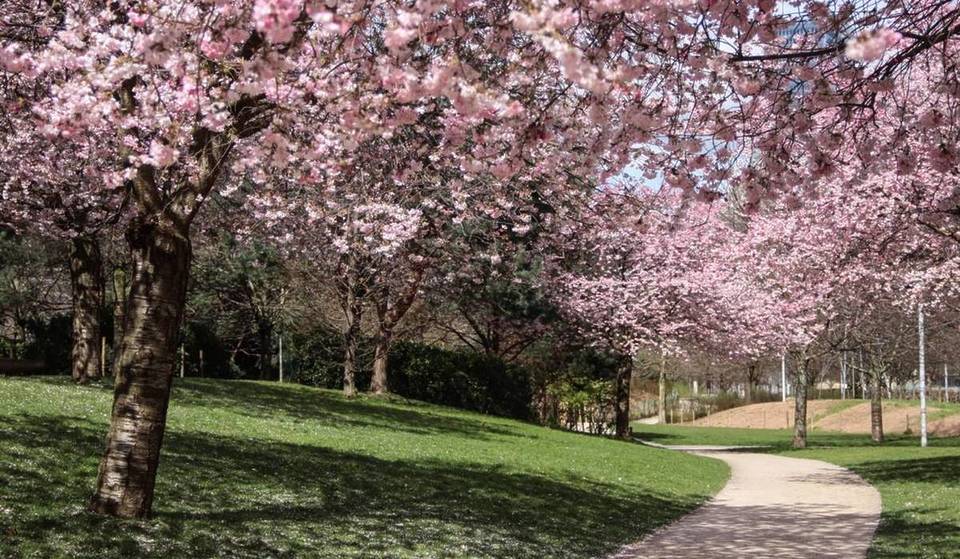 A Parigi, questo parco poco conosciuto di 10 ettari si trasforma ogni primavera in uno scenario giapponese con viali di ciliegi in fiore spettacolari… e puoi goderteli gratuitamente.