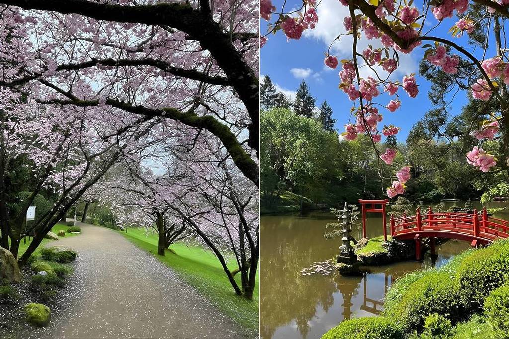 „Man könnte meinen, man sei in Kyoto“: 2,5 Stunden von Paris entfernt liegt dieser wunderschöne 12 Hektar große japanische Garten, der größte Europas! Und es ist die ideale Jahreszeit, um die Kirschblüten zu genießen.