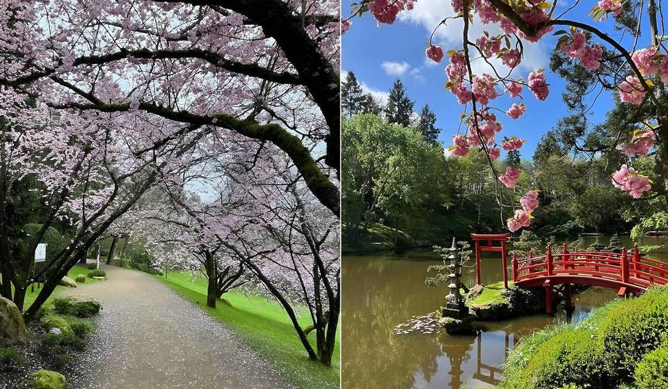 “Sembra di essere a Kyoto”: a 2 ore e mezza da Parigi, questo magnifico giardino giapponese di 12 ettari è il più grande d’Europa! Ed è la stagione perfetta per godersi i fiori di ciliegio.