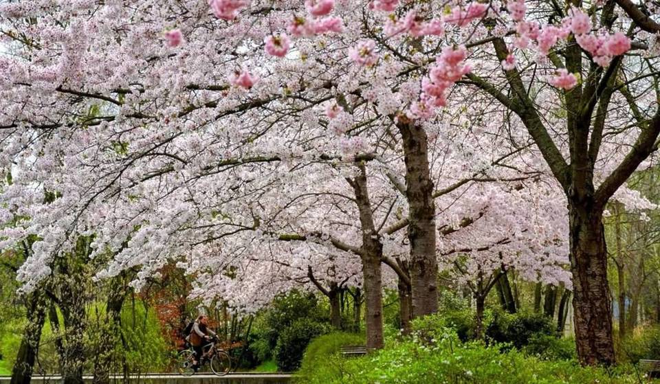 A 10 minuti da Parigi, questo parco poco conosciuto di 7 ettari si trasforma in questo periodo in uno scenario da favola con i suoi ciliegi in fiore… ma dura solo poche settimane