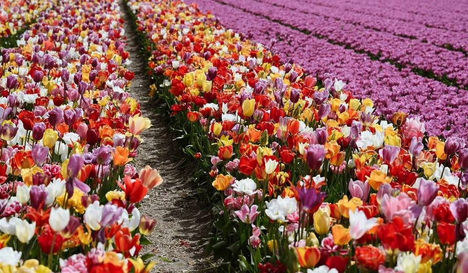 Tausende Tulpen und kostenlose Shows: Dieser Park in der Region Île-de-France verwandelt sich zum Frühling