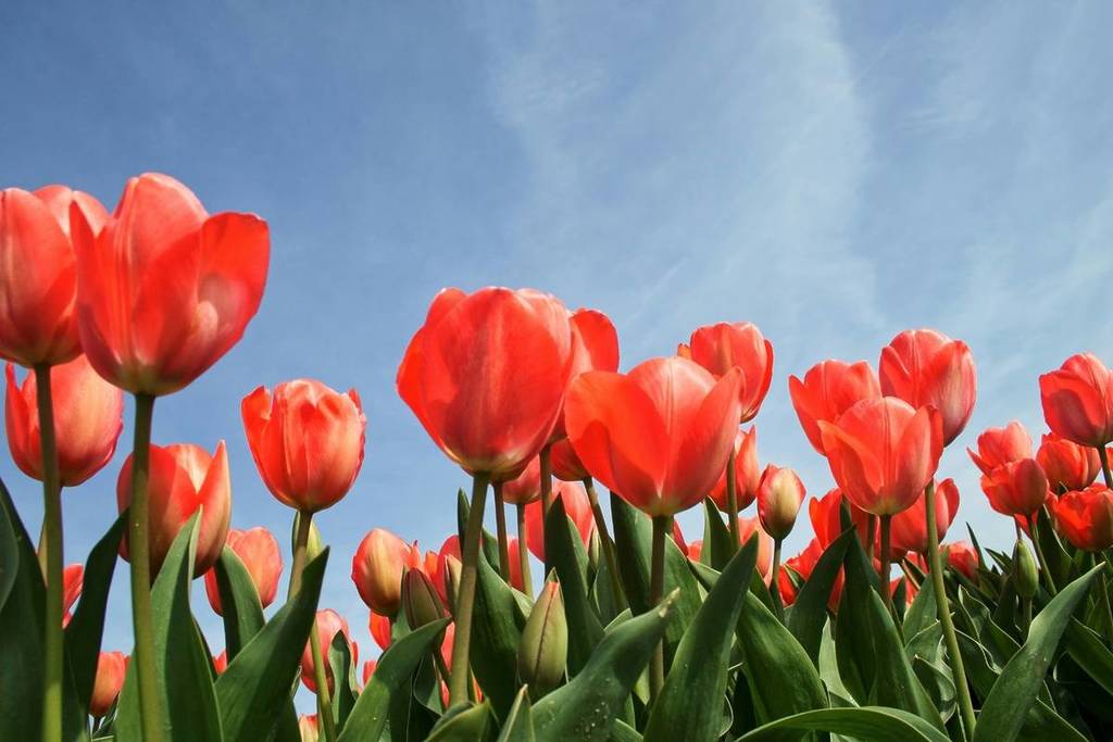 Tulpenfeld
