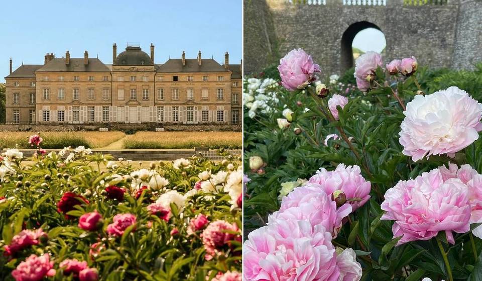 «Parece que estamos em Bridgerton»: Perto de Paris, este castelo alberga a maior coleção de peónias do mundo, e isso dura apenas 3 semanas…