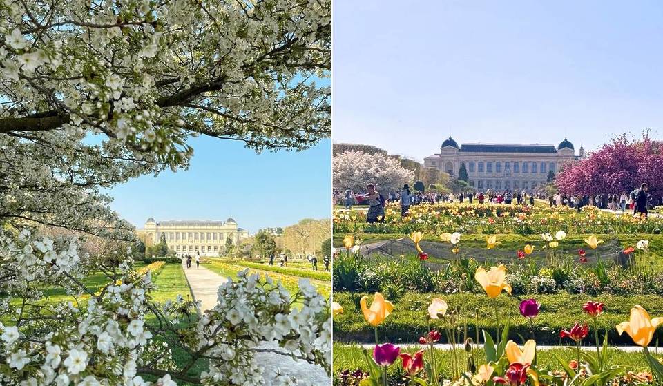 “Het is magisch”: ter gelegenheid van zijn 400-jarig bestaan verandert de Jardin des Plantes in een enorm openluchtkunstwerk met een bloemenfresco van 50.000 bloemen, en het is helemaal gratis