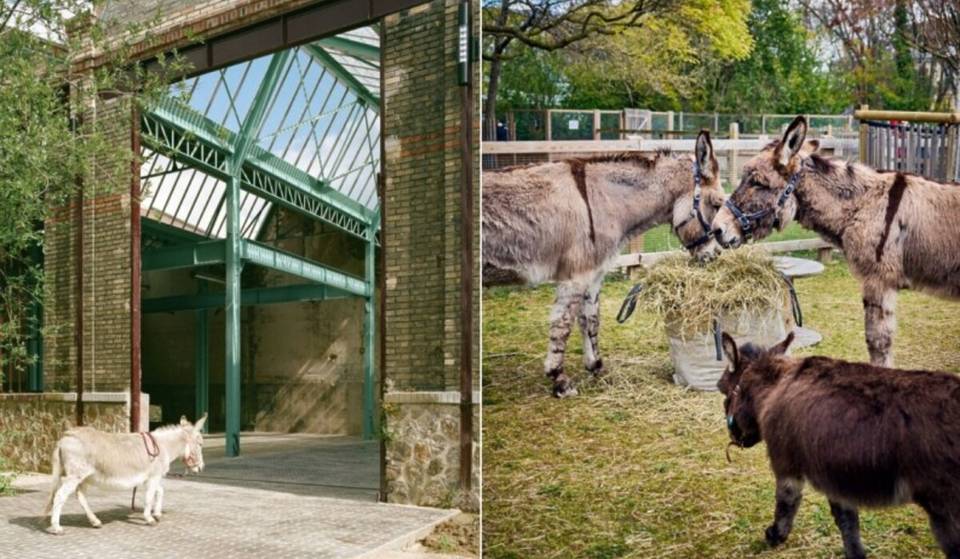 “15.000 m² midden in Parijs”: de grootste boerderij van Parijs is net geopend in La Villette, en je kunt er vanaf nu gratis een kijkje nemen