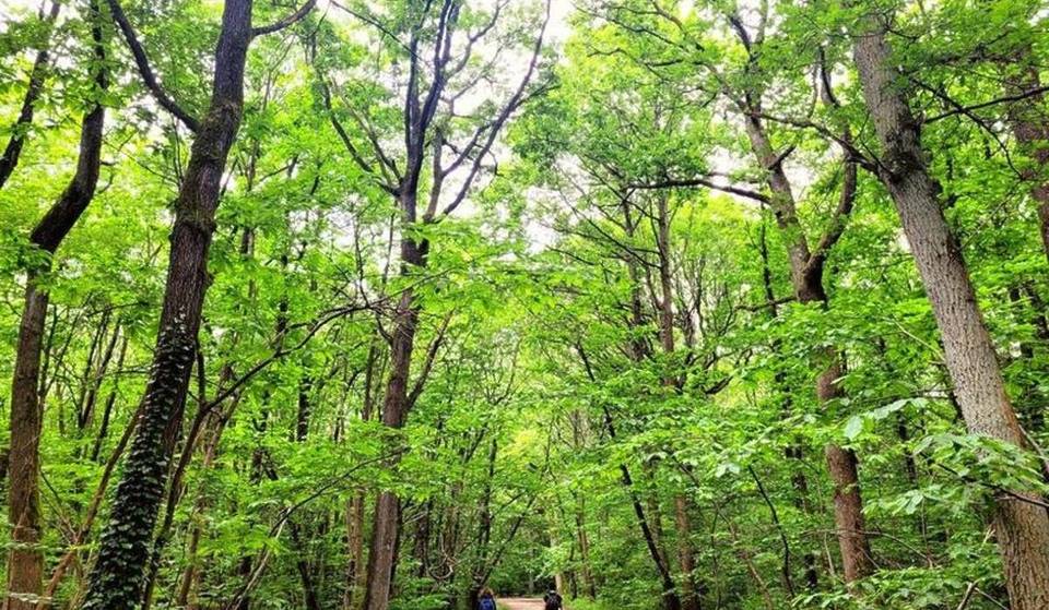 Weniger bekannt als Fontainebleau, ist dieser riesige, 600 Hektar große Wald eines der bestgehüteten Geheimnisse der Île-de-France