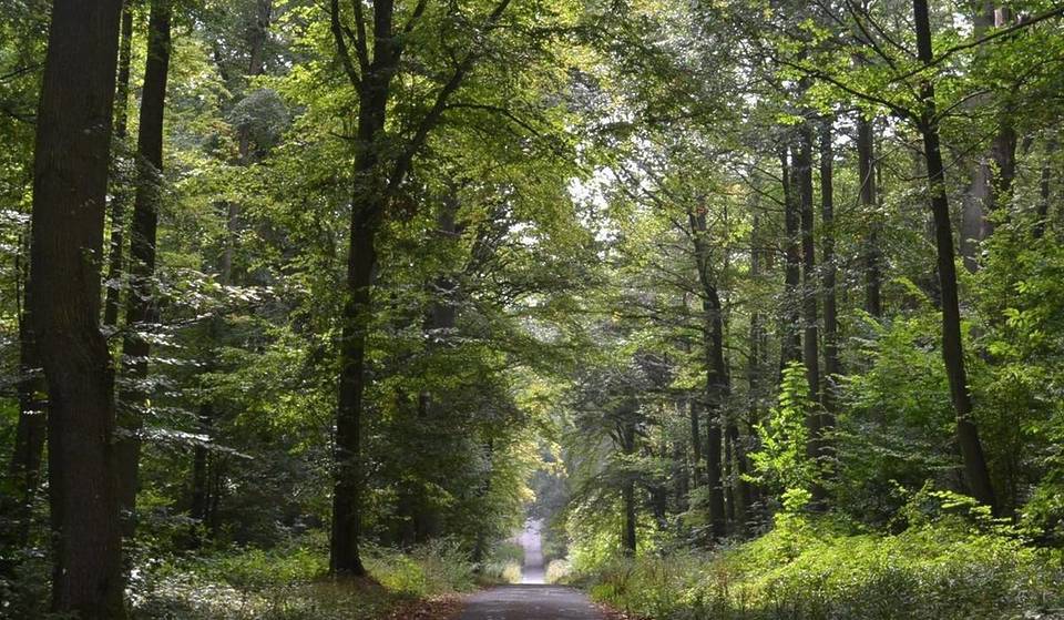 À 40 km de Paris, cette immense forêt méconnue de 1 000 hectares offre une parenthèse totalement dépaysante