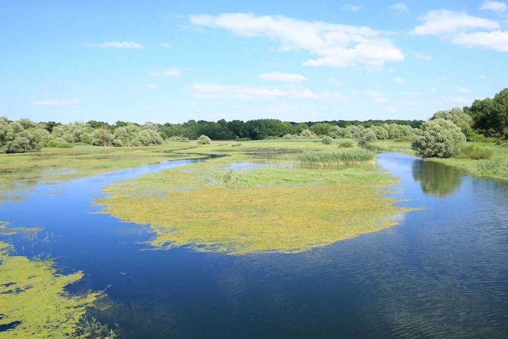 parque lago bosque