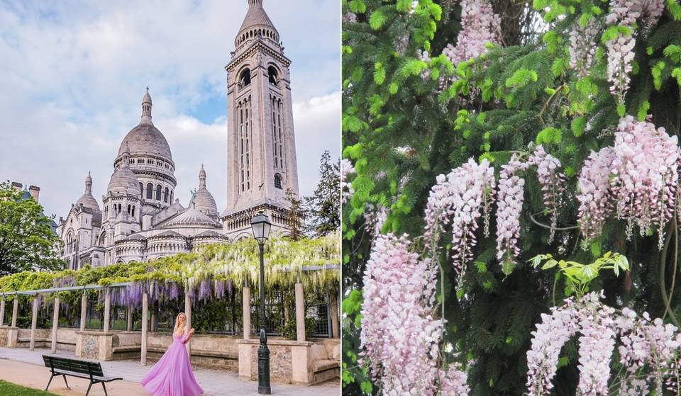 À deux pas du Sacré-Cœur, ce petit square caché se couvre de cascades de glycines en fleurs… et le spectacle est déjà en train de commencer