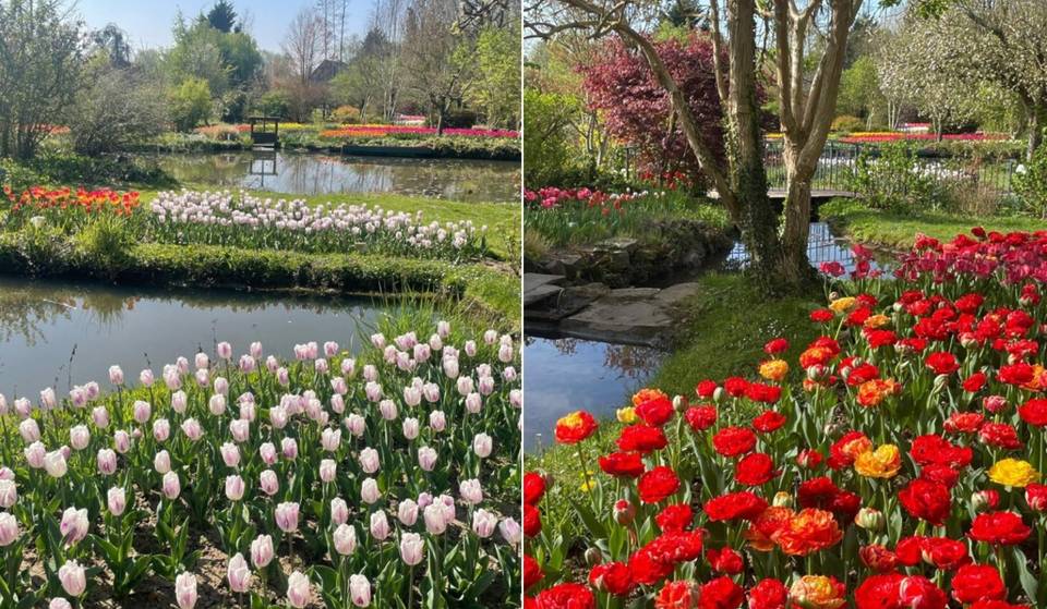 “He planted more than 20,000 tulips by hand”: two hours from Paris, this little-known painter unveils his 1.5-hectare private flower garden… and it rivals Giverny