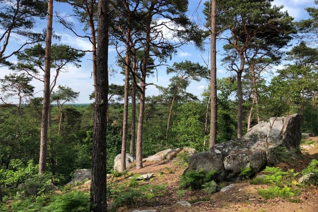 foresta