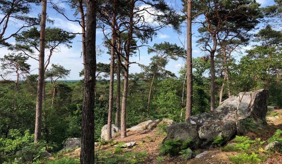 Après 2 000 hectares partis en fumée, la forêt de Fontainebleau rouvre enfin aux promeneurs à 80 %