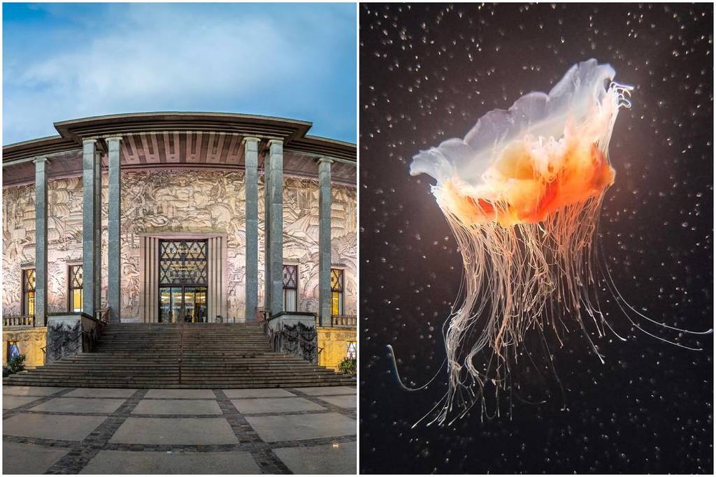 Este palacio Art Déco en el corazón de París alberga un acuario tropical con 13 500 peces, 400 colonias de corales y la mayor colección de medusas de Europa; su terraza es el lugar ideal para los días soleados