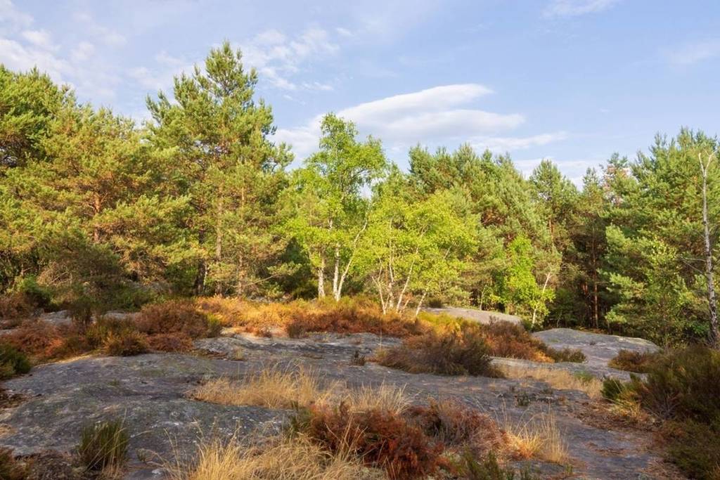 Wanderung Fontainebleau