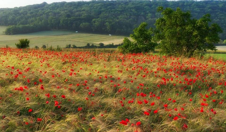 Weniger als eine Stunde von Paris entfernt vereint dieser 70.000 Hektar große Park einige der schönsten Panoramen der Île-de-France
