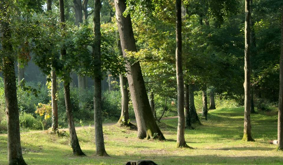 Mucho menos concurrido que el bosque de Vincennes, este inmenso bosque secreto de 280 hectáreas cerca de París, que antes era privado, ¡por fin está abierto a los paseantes!