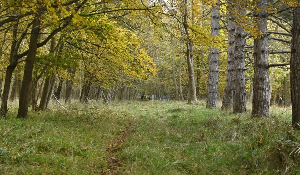 Cerrado al público durante mucho tiempo, este inmenso bosque de 110 hectáreas a 30 minutos de París abrirá por fin en junio… y alberga un magnífico castillo protegido