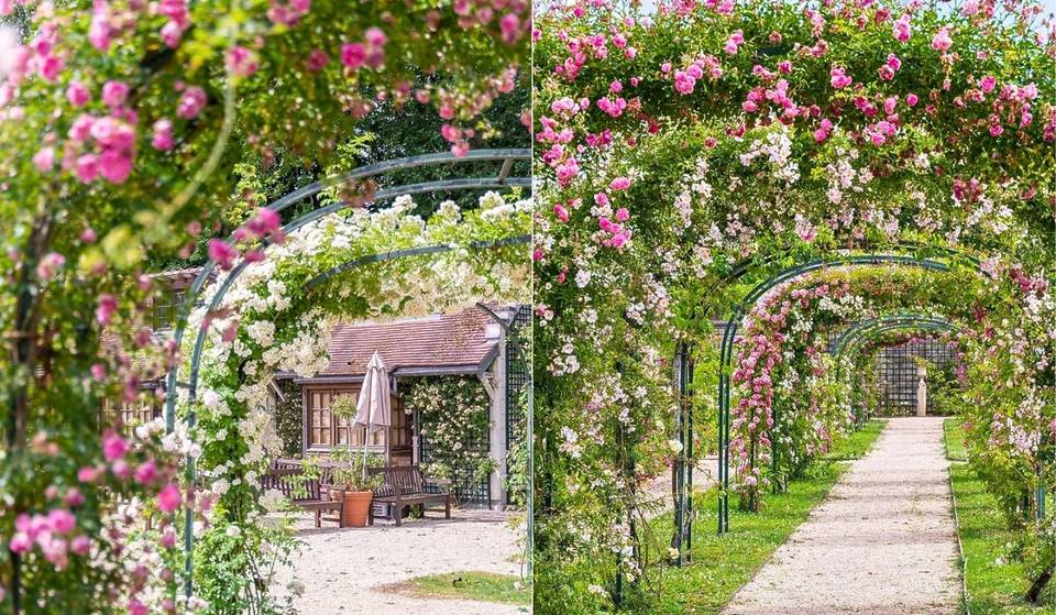 « Près de 3000 variétés de roses » La plus ancienne roseraie du monde se trouve à 40 minutes de Paris. Et juin est le moment idéal pour admirer les roses en pleine floraison 