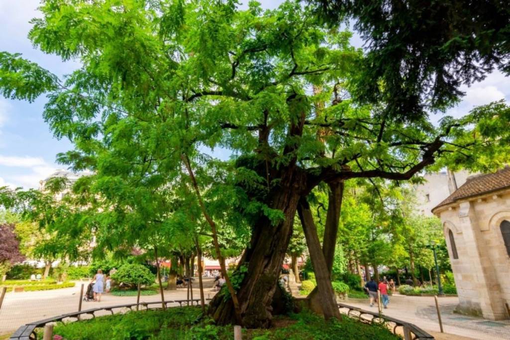alter Baum