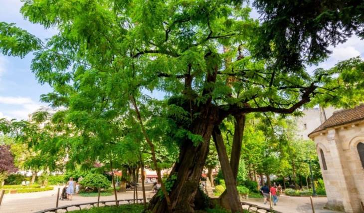Er hat die Revolution und die Granaten des Ersten Weltkriegs überstanden: Dieser Baum auf dem Square René-Viviani blüht seit 400 Jahren