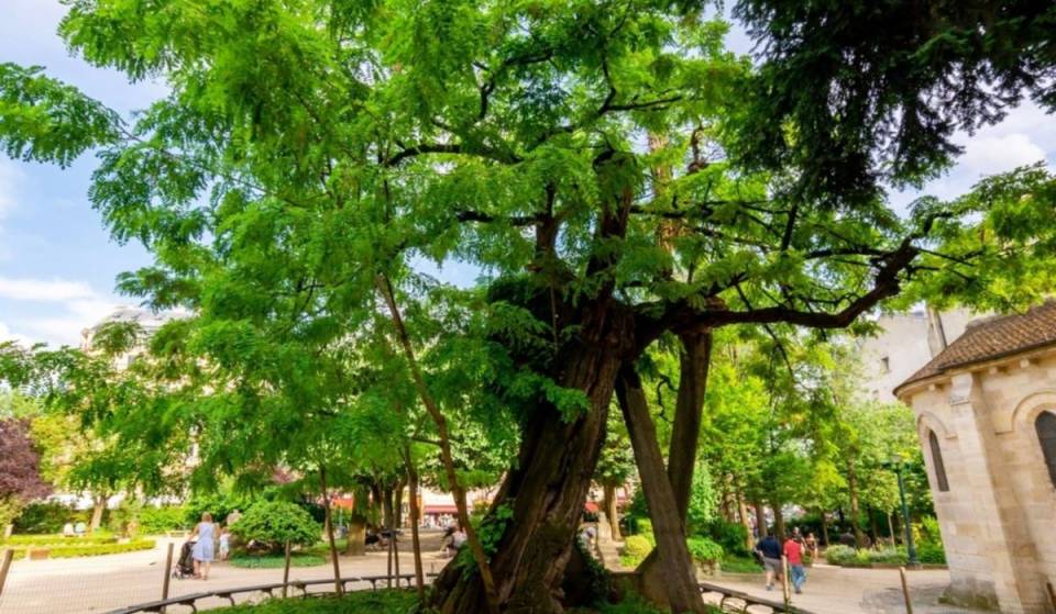 It survived the Revolution and the shells of World War I: this tree in Square René-Viviani has been blooming for 400 years