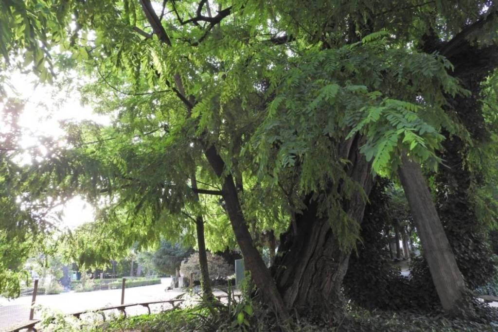 alter Baum