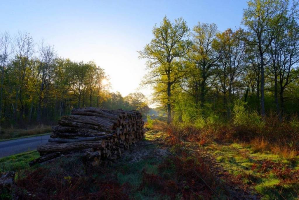 Wald