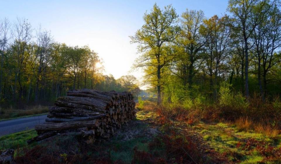 A una hora y media de París, el bosque estatal más grande de Francia esconde 35 000 hectáreas de senderos y estanques