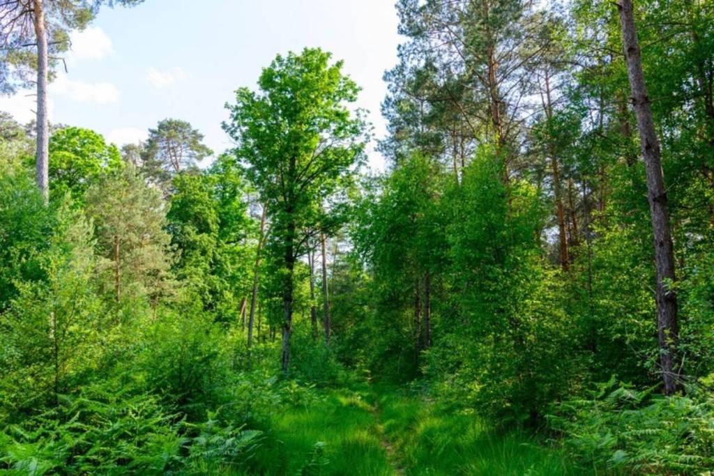 Wald