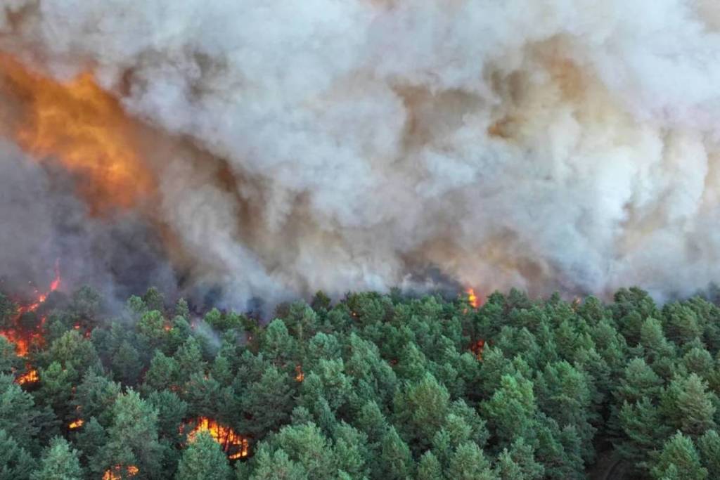 Incendio boschivo a Fontainebleau Franck Desprez / SDIS 77 / AFP