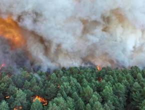 «Más de 2 000 hectáreas reducidas a cenizas…» Ante los devastadores incendios del bosque de Fontainebleau, se ha lanzado un llamamiento a voluntarios para salvar a los animales