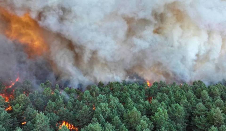 «Mais de 2 000 hectares reduzidos a cinzas…» Perante os incêndios devastadores na floresta de Fontainebleau, foi lançado um apelo a voluntários para salvar os animais