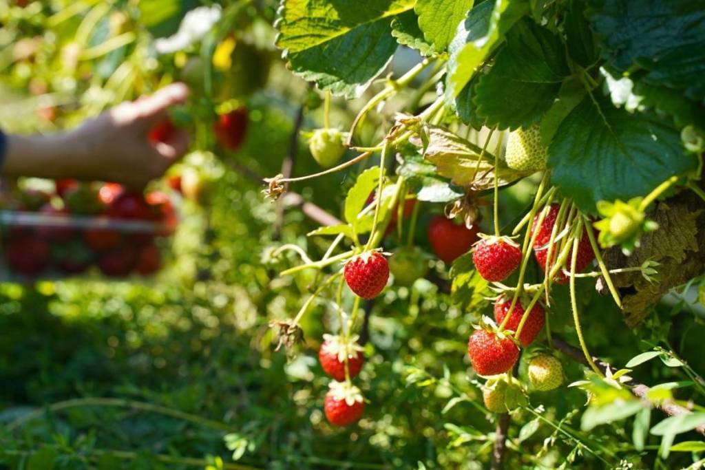 frutas