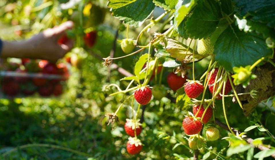 À 45 minutes de Paris, cette immense cueillette permet de ramasser soi-même fraises, tomates, fleurs… sans se ruiner