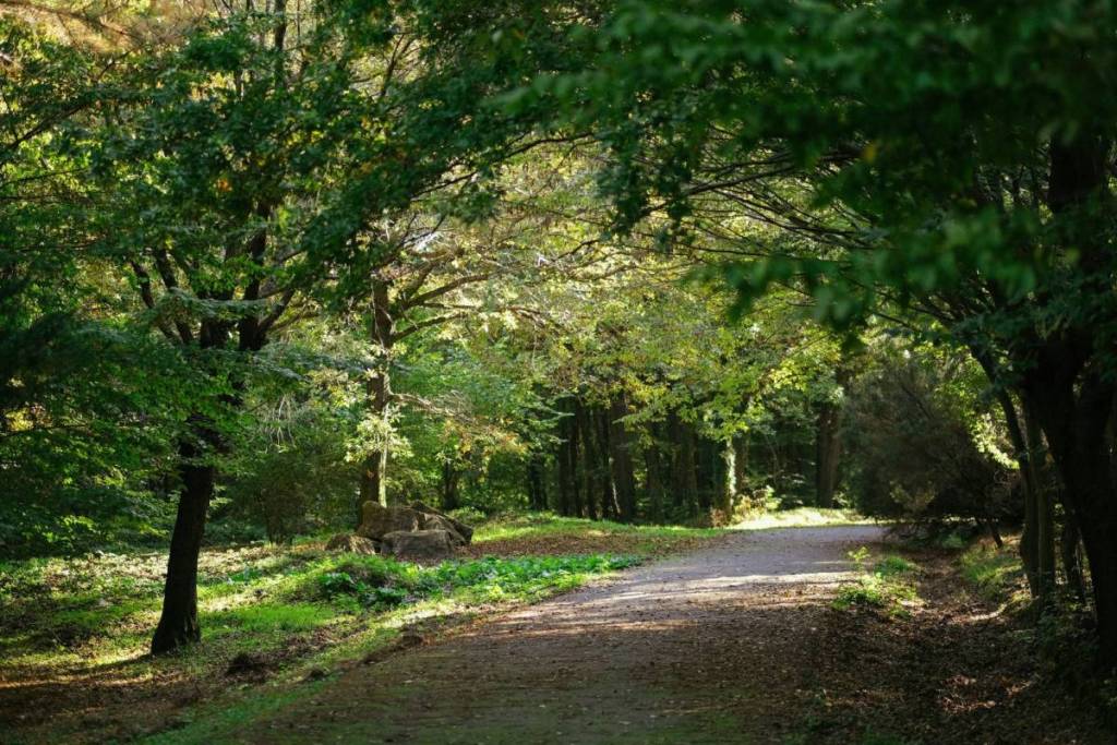 Molto più grande del Parc de la Villette, questo parco poco conosciuto di 200 ettari vicino a Parigi nasconde una delle più grandi collezioni di alberi d’Europa, con oltre 2.000 specie rare