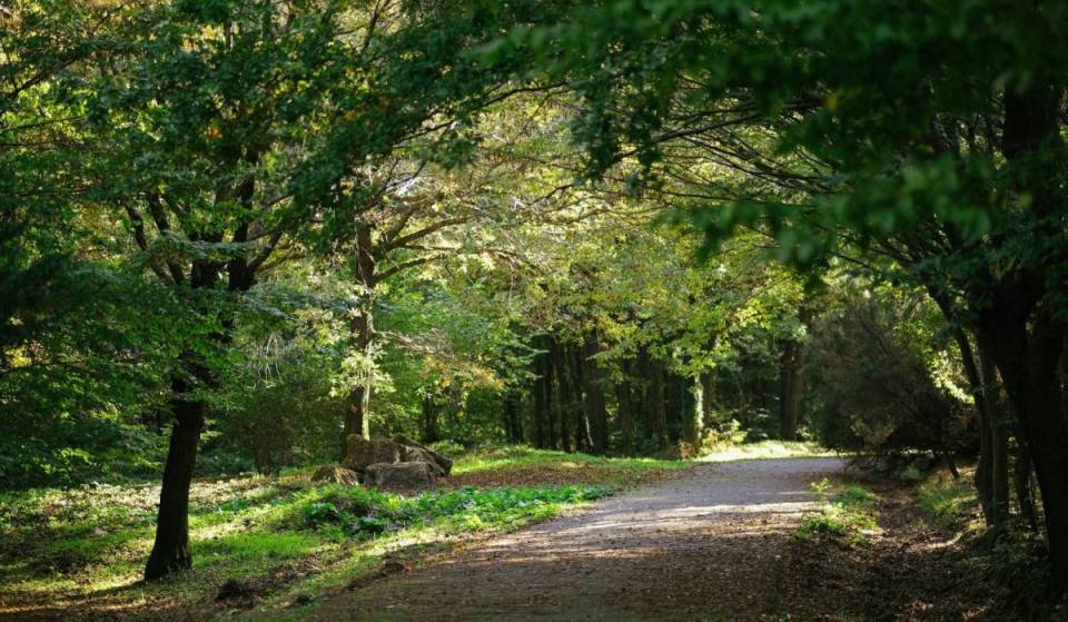 Bien plus grand que le parc de la Villette, ce parc méconnu de 200 hectares près de Paris cache l’une des plus grandes collections d’arbres d’Europe, avec plus de 2 000 essences rares
