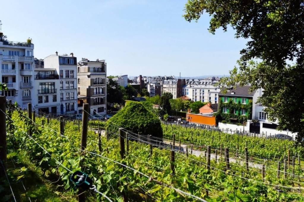 Montmartre vineyards