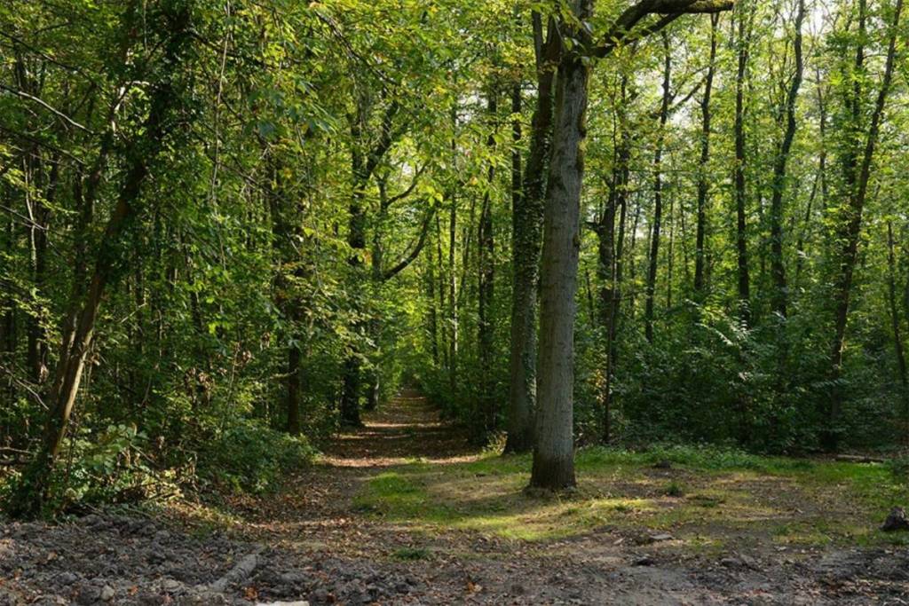 forêt