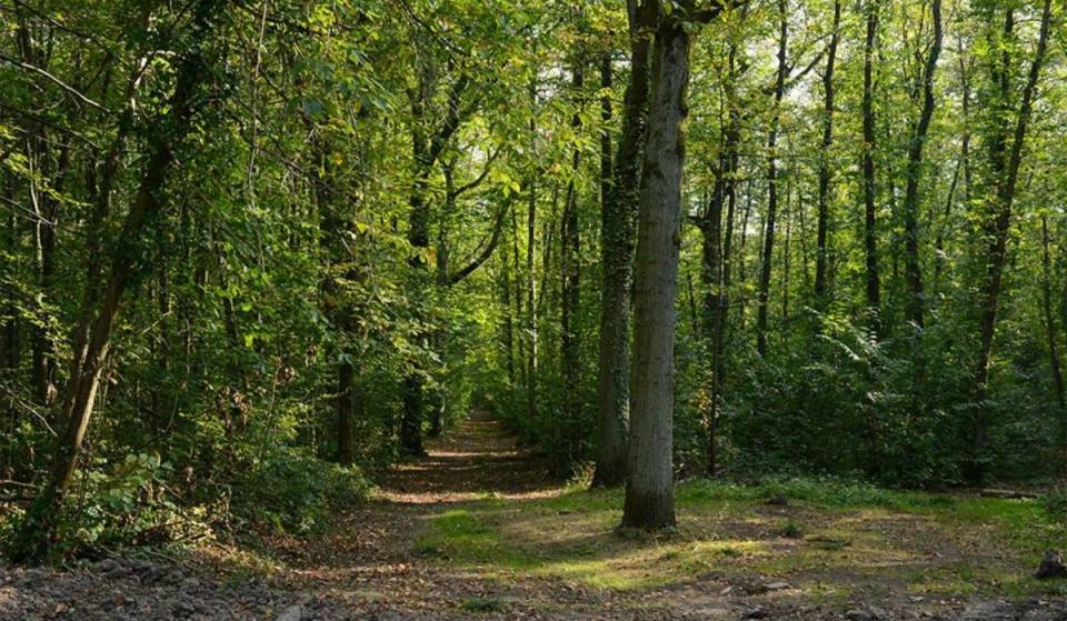 Dieser 234 Hektar große Wald ist weniger bekannt als Rambouillet und liegt weniger als 30 km von Paris entfernt