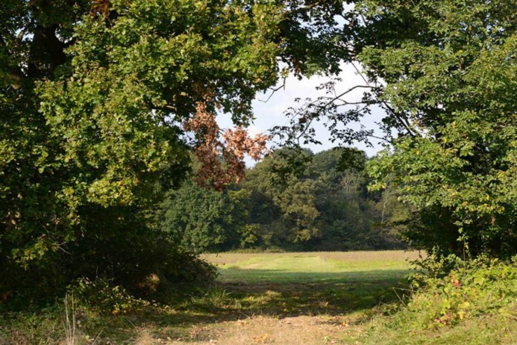 forêt 