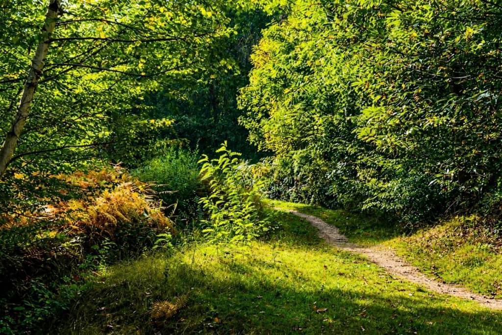 Wald Grosbois