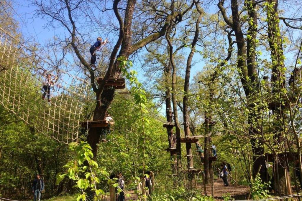 tree-climbing