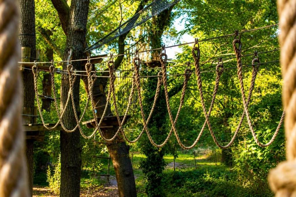 tree-climbing