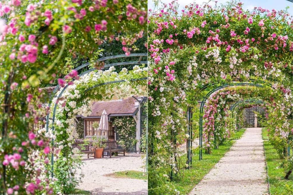 In september is de oudste rozentuin ter wereld bij wijze van uitzondering een weekend lang gratis toegankelijk, en hij ligt op slechts 40 minuten van Parijs