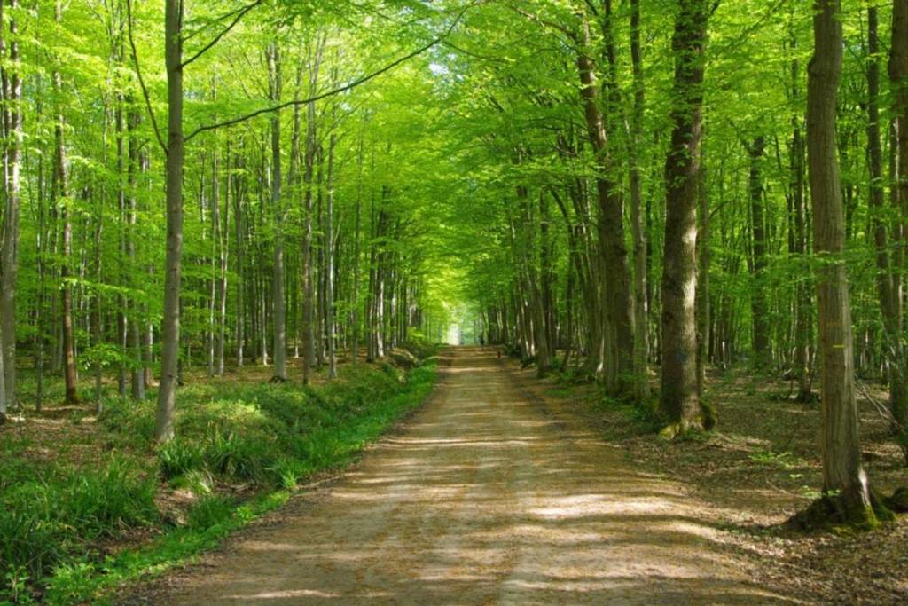 Montmorency Forest