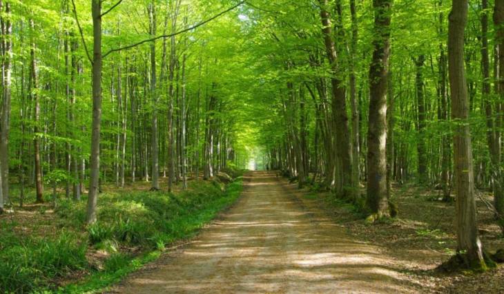 20 km von Paris entfernt wurde dieser riesige Wald mit fast 2.000 Hektar gerade als
