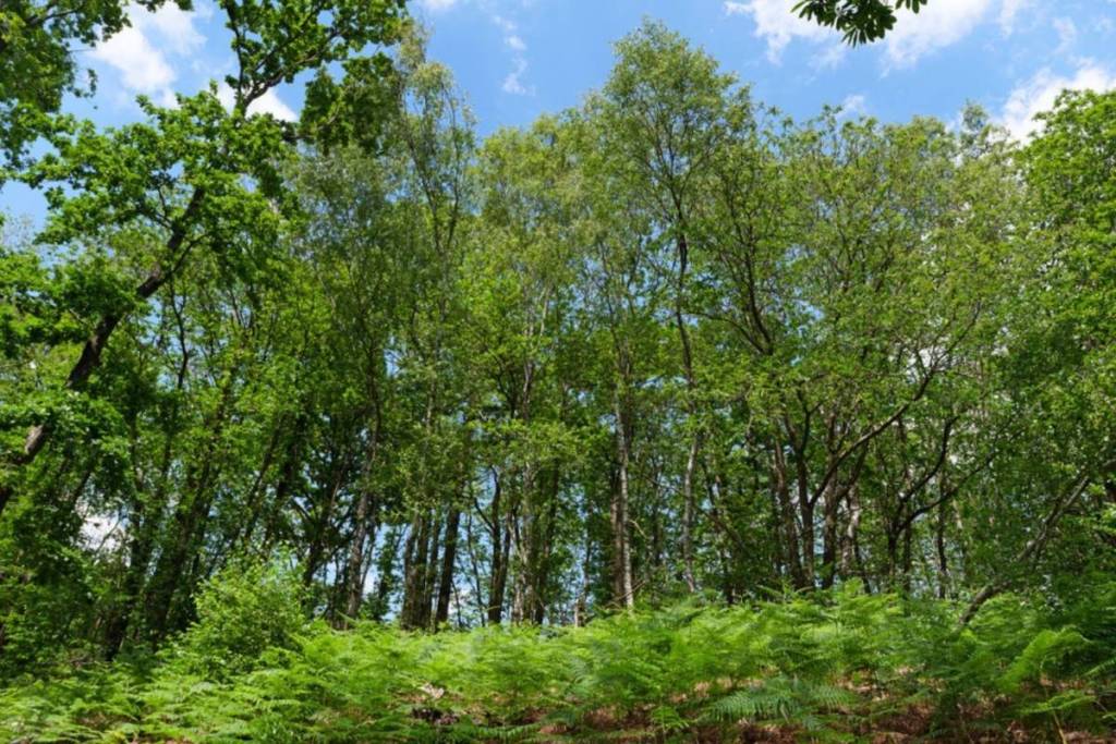 Montmorency Forest