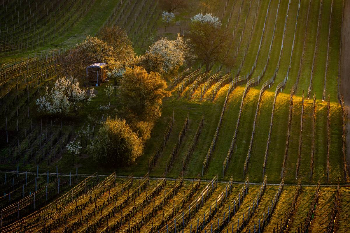 Chatou Weinberge