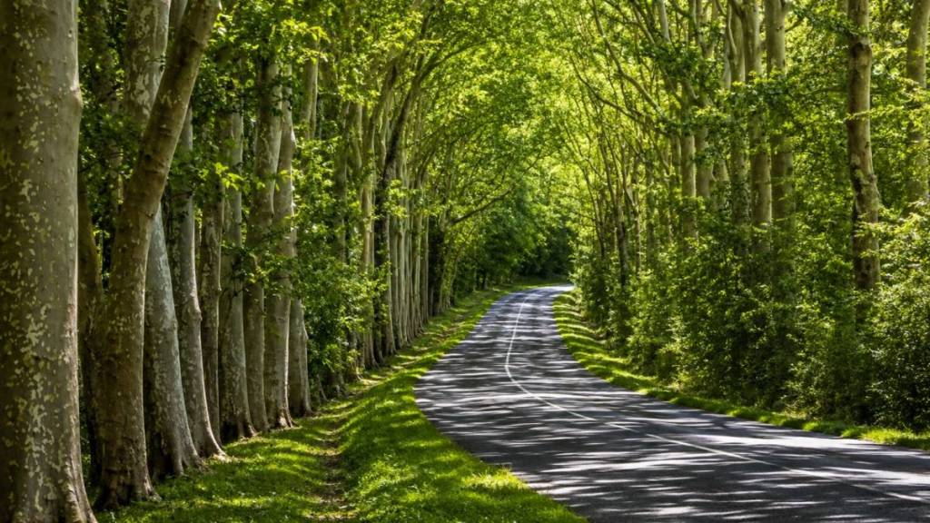 forêt